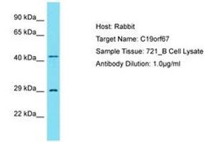 Image no. 1 for anti-Chromosome 19 Open Reading Frame 67 (C19ORF67) (N-Term) antibody (ABIN6750822) (C19ORF67 antibody  (N-Term))