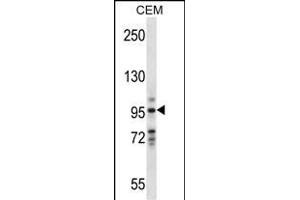 VAV1 Antibody (Center) (ABIN657774 and ABIN2846749) western blot analysis in CEM cell line lysates (35 μg/lane). (VAV1 antibody  (AA 437-466))