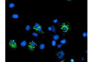 Anti-DLD mouse monoclonal antibody (ABIN2454923) immunofluorescent staining of COS7 cells transiently transfected by pCMV6-ENTRY DLD (RC200639). (DLD antibody)