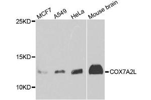 Western blot analysis of extracts of various cell lines, using COX7A2L antibody. (COX7A2L antibody  (AA 1-114))