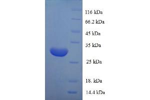 SDS-PAGE (SDS) image for POU Class 2 Associating Factor 1 (POU2AF1) (AA 1-256), (full length) protein (His tag) (ABIN5711295)