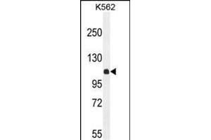 KIL Antibody (N-term) (ABIN654924 and ABIN2844567) western blot analysis in K562 cell line lysates (35 μg/lane). (KIAA1324-Like antibody  (N-Term))