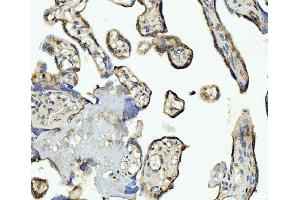 IHC analysis of CD93 using anti-CD93 antibody (ABIN7602865). (CD93 antibody  (C-Term))