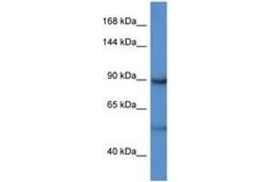 Image no. 1 for anti-Lipin 2 (LPIN2) (C-Term) antibody (ABIN6747494) (Lipin 2 antibody  (C-Term))