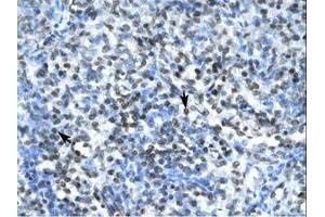 Image no. 1 for anti-Claudin 17 (CLDN17) (AA 103-152) antibody (ABIN202084) (Claudin 17 antibody  (AA 103-152))