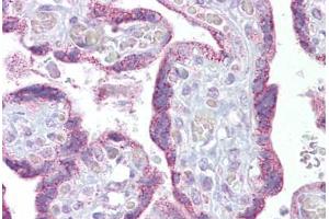 Anti-TRPC4 antibody IHC staining of human placenta. (TRPC4 antibody  (C-Term))