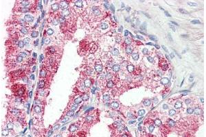 GPR27 antibody  (Internal Region)