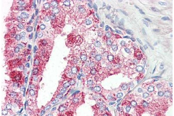 GPR27 antibody  (Internal Region)