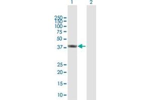 Western Blot analysis of ATP6V1C2 expression in transfected 293T cell line by ATP6V1C2 MaxPab polyclonal antibody. (ATP6V1C2 antibody  (AA 1-381))