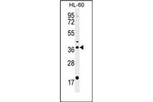 Western blot analysis of OR2W3 Antibody (C-term) in HL-60 cell line lysates (35ug/lane). (OR2W3 antibody  (C-Term))