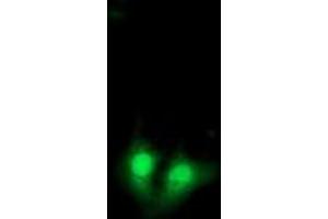 Immunofluorescence (IF) image for anti-Exosome Component 7 (EXOSC7) antibody (ABIN1498143)