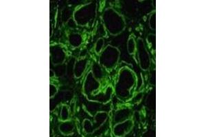 Immunofluorescence staining on human embryonic kidney with LAMA4 monoclonal antibody, clone 3H2 .