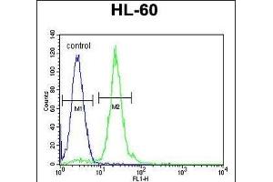 CPT1C Antibody (C-term) (ABIN655406 and ABIN2844952) flow cytometric analysis of HL-60 cells (right histogram) compared to a negative control cell (left histogram).