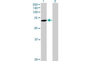 Western Blot analysis of SLC27A6 expression in transfected 293T cell line by SLC27A6 MaxPab polyclonal antibody.