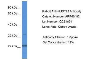 Western Blotting (WB) image for anti-Nudix (Nucleoside Diphosphate Linked Moiety X)-Type Motif 22 (NUDT22) (C-Term) antibody (ABIN2788464)