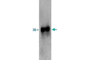 Western blot analysis of extracts from HL-60 cells using FPR2 polyclonal antibody . (FPR2 antibody  (2nd Extracellular Loop))