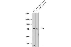 Western blot analysis of extracts of various cell lines using CA9 Polyclonal Antibody at dilution of 1:1000. (CA9 antibody)