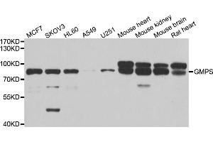 Western blot analysis of extracts of various cell lines, using GMPS antibody. (GMP Synthase antibody)