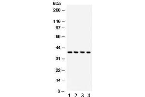 Western blot testing of 1) rat testis, 2) mouse testis, 3) human HeLa and 4) 293 lysate with JAB1 antibody. (COPS5 antibody  (AA 8-334))