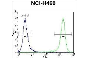 C10orf72 Antibody (Center) (ABIN655143 and ABIN2844765) flow cytometric analysis of NCI- cells (right histogram) compared to a negative control cell (left histogram). (VSTM4 antibody  (AA 142-170))