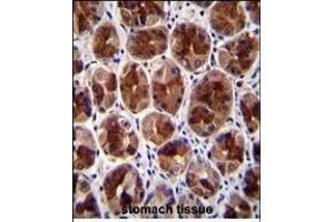 SERTAD4 Antibody (C-term) (ABIN655326 and ABIN2844897) immunohistochemistry analysis in formalin fixed and paraffin embedded human stomach tissue followed by peroxidase conjugation of the secondary antibody and DAB staining. (SERTAD4 antibody  (C-Term))