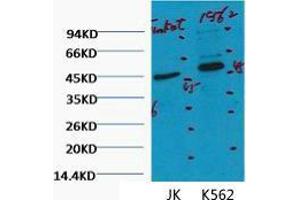 Western Blot (WB) analysis of 1) Jurkat, 2) K562, diluted at 1:2000.
