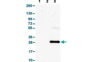 Western Blot analysis with SLAMF7 polyclonal antibody . (SLAMF7 antibody  (AA 253-323))