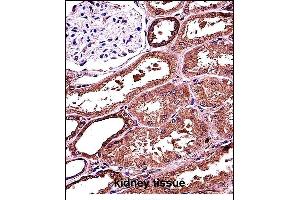 RANBP3L Antibody (Center) (ABIN657684 and ABIN2846676) immunohistochemistry analysis in formalin fixed and paraffin embedded human kidney tissue followed by peroxidase conjugation of the secondary antibody and DAB staining. (RANBP3L antibody  (AA 137-165))