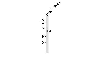 FGG Antibody (C-term) (ABIN391494 and ABIN2841461) western blot analysis in human blood plasma cell line lysates (35 μg/lane). (FGG antibody  (C-Term))