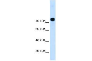 Alpha Actinin 4 antibody used at 0. (alpha Actinin 4 antibody  (N-Term))