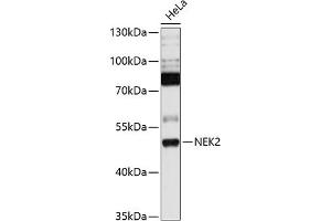 Western blot analysis of extracts of HeLa cells, using NEK2 antibody  at 1:1000 dilution. (NEK2 antibody  (C-Term))