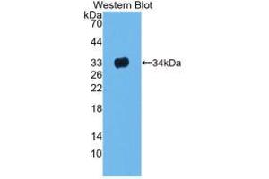Western Blot; Sample: Recombinant LRG1, Rat. (LRG1 antibody  (AA 39-308))