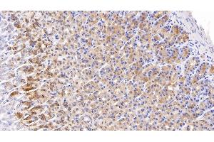 Detection of NGAL in Rat Stomach Tissue using Monoclonal Antibody to Neutrophil gelatinase-associated lipocalin (NGAL) (Lipocalin 2 antibody  (AA 21-198))