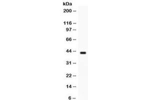 Western blot testing of human MCF7 cell lysate with Sp5 antibody.