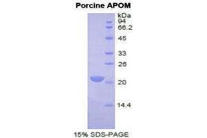 SDS-PAGE (SDS) image for Apolipoprotein M (APOM) (AA 21-188) protein (His tag) (ABIN2120612)