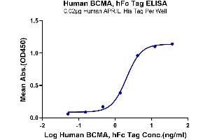 Immobilized Human APRIL, His Tag at 0. (BCMA Protein (AA 1-54) (Fc Tag))