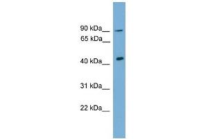 WB Suggested Anti-Dmrt1 Antibody Titration:  0. (DMRT1 antibody  (C-Term))