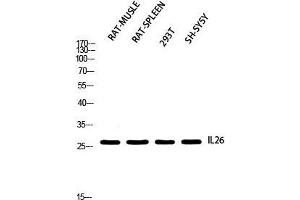 Western Blot (WB) analysis of Rat Muscle Rat SPLEEN 293T SH-SY5Y using IL26 antibody.