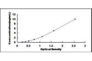 Doublecortin (DCX) ELISA Kit