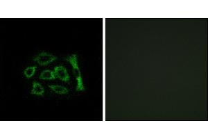 Immunofluorescence analysis of A549 cells, using ERD22 antibody.