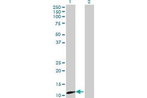 Western Blot analysis of MRPS12 expression in transfected 293T cell line by MRPS12 MaxPab polyclonal antibody. (MRPS12 antibody  (AA 1-138))