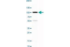 Western Blot analysis of HeLa cell lysate with TLE3 monoclonal antibody, clone CL3573 .