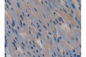 Detection of SPON1 in Mouse Heart Tissue using Polyclonal Antibody to Spondin 1 (SPON1)