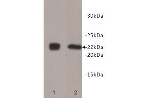 Western Blotting (WB) image for anti-CD90 (THY1) antibody (ABIN1854986) (CD90 antibody)