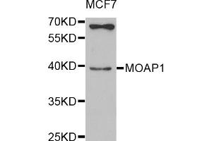 Western blot analysis of extracts of MCF-7 cells, using MOAP1 antibody (ABIN5974997) at 1/1000 dilution. (MOAP1 antibody)