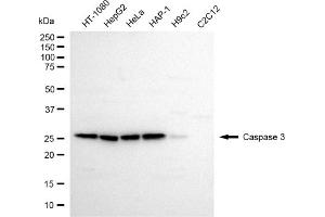 Western blotting analysis using caspase 3 antibody (ABIN7797892).