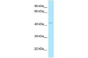 WB Suggested Anti-POLDIP2 Antibody Titration: 1. (POLDIP2 antibody  (C-Term))