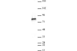 NCAPH2 antibody (mAb) (Clone 5F2G4) tested by Western blot. (NCAPH2 antibody)