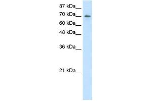 WB Suggested Anti-ILF3 Antibody Titration:  2. (Interleukin enhancer-binding factor 3 (ILF3) (C-Term) antibody)