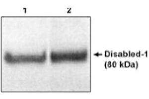 Image no. 1 for anti-Disabled Homolog 1 (Drosophila) (DAB1) (N-Term) antibody (ABIN264969) (DAB1 antibody  (N-Term))